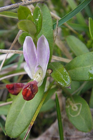 Polygala chamaebuxus \ Buchs-Kreuzblume, Buchs-Kreuzblmchen / Shrubby Milkwort, D Pfronten 22.5.2009