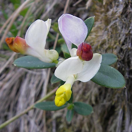Polygala chamaebuxus \ Buchs-Kreuzblume, Buchs-Kreuzblmchen / Shrubby Milkwort, D Pfronten 22.5.2009