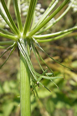 Peucedanum cervaria \ Hirschwurz-Haarstrang / Broad-Leaved Spignel, D Darmstadt 17.6.2009