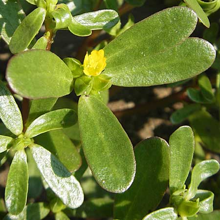 Portulaca oleracea agg. / Common Purslane, D Mannheim 2.7.2009