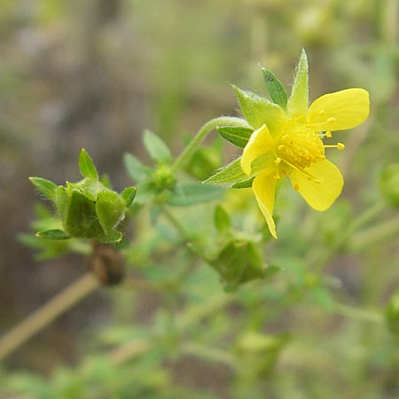 Potentilla norvegica \ Norwegisches Fingerkraut / Rough Cinquefoil, D Viernheim 23.7.2009