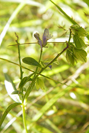 Polygala vulgaris \ Gewhnliche Kreuzblume, Gewhnliches Kreuzblmchen / Common Milkwort, D Odenwald, Erbach 19.8.2009