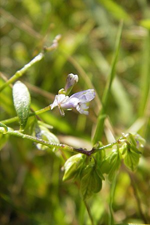 Polygala vulgaris \ Gewhnliche Kreuzblume, Gewhnliches Kreuzblmchen / Common Milkwort, D Odenwald, Erbach 19.8.2009