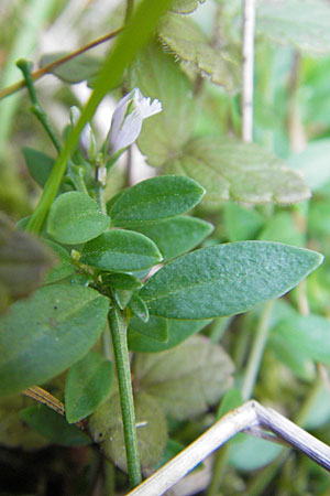 Polygala vulgaris \ Gewhnliche Kreuzblume, Gewhnliches Kreuzblmchen / Common Milkwort, D Odenwald, Erbach 19.8.2009