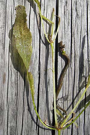 Potamogeton x angustifolius \ Schmalbl&auml;ttriges Laichkraut / Illinois Pontweed, D Karlsruhe 29.8.2009