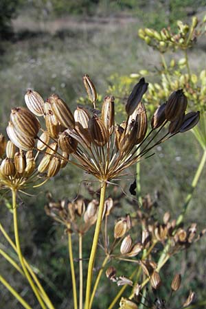 Peucedanum officinale \ Arznei-Haarstrang / Hog's Fennel, D Groß-Gerau 31.8.2009