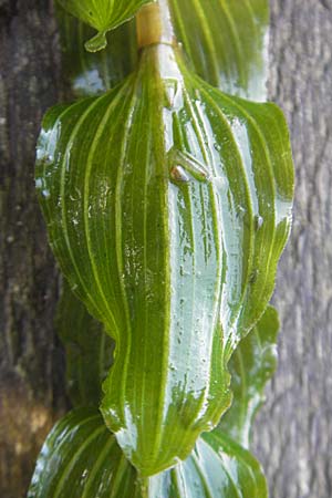 Potamogeton perfoliatus \ Durchwachsenes Laichkraut / Perfoliate Pontweed, D Römerberg 5.9.2009