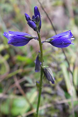 Polygala amarella ? \ Sumpf-Kreuzblume, Sumpf-Kreuzblmchen / Dwarf Milkwort, D Feuchtwangen 9.10.2009