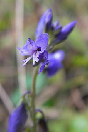 Polygala amarella ? \ Sumpf-Kreuzblume, Sumpf-Kreuzblmchen / Dwarf Milkwort, D Feuchtwangen 9.10.2009