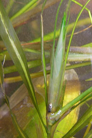 Potamogeton obtusifolius \ Stumpfblttriges Laichkraut / Blunt-Leaf Pontweed, D Dinkelsbühl 9.10.2009