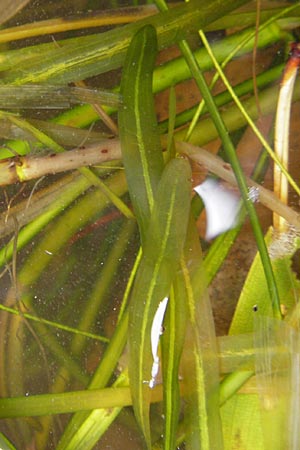 Potamogeton obtusifolius \ Stumpfblttriges Laichkraut / Blunt-Leaf Pontweed, D Dinkelsbühl 9.10.2009