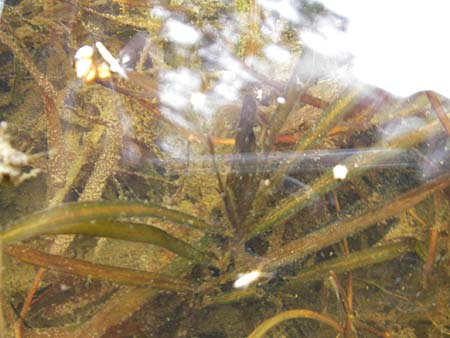 Potamogeton obtusifolius \ Stumpfblttriges Laichkraut / Blunt-Leaf Pontweed, D Dinkelsbühl 9.10.2009