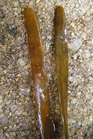 Potamogeton obtusifolius \ Stumpfblttriges Laichkraut / Blunt-Leaf Pontweed, D Dinkelsbühl 9.10.2009