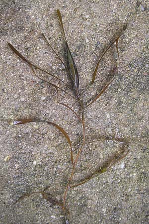 Potamogeton obtusifolius \ Stumpfblttriges Laichkraut / Blunt-Leaf Pontweed, D Dinkelsbühl 9.10.2009