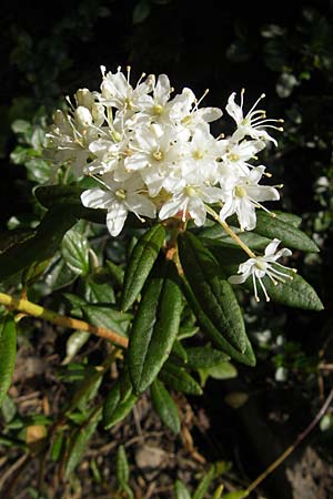 Rhododendron groenlandicum \ Grnlndischer Porst / Greenland Tea, D Günzburg 8.5.2010