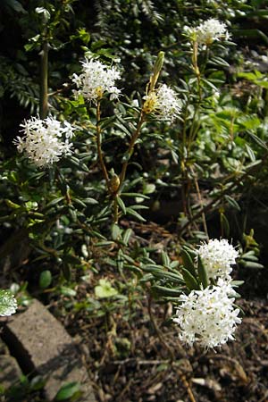 Rhododendron groenlandicum \ Grnlndischer Porst / Greenland Tea, D Günzburg 8.5.2010