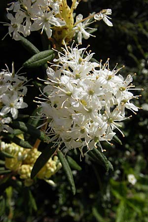 Rhododendron groenlandicum \ Grnlndischer Porst / Greenland Tea, D Günzburg 8.5.2010