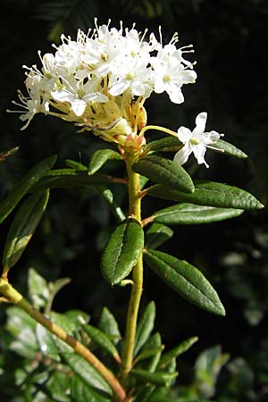 Rhododendron groenlandicum \ Grnlndischer Porst / Greenland Tea, D Günzburg 8.5.2010