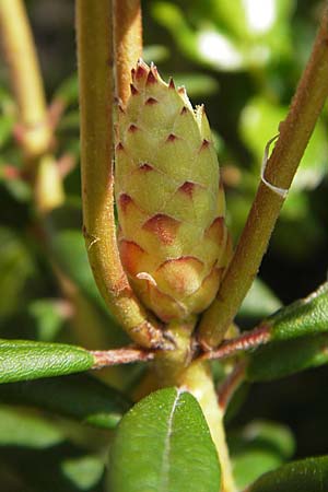 Rhododendron groenlandicum \ Grnlndischer Porst / Greenland Tea, D Günzburg 8.5.2010