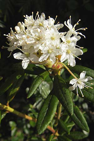 Rhododendron groenlandicum \ Grnlndischer Porst / Greenland Tea, D Günzburg 8.5.2010