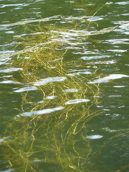 Potamogeton x angustifolius \ Schmalbl&auml;ttriges Laichkraut / Illinois Pontweed, D Karlsruhe 29.8.2009