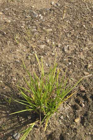 Poa annua \ Einjhriges Rispengras / Annual Blue Grass, D Reilingen 11.9.2010