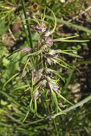 Poa alpina \ Alpen-Rispengras / Alpine Meadow Grass, D Immenstadt 21.6.2011
