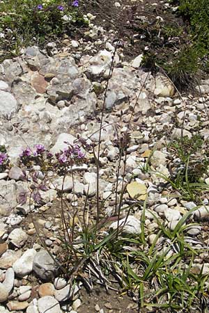 Poa alpina \ Alpen-Rispengras / Alpine Meadow Grass, D Immenstadt 21.6.2011