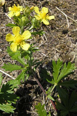 Potentilla argentea agg. \ Silber-Fingerkraut / Hoary Cinquefoil, D Kehl 9.7.2011