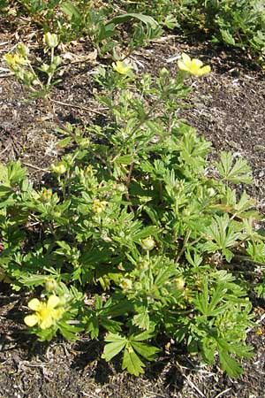 Potentilla argentea agg. \ Silber-Fingerkraut / Hoary Cinquefoil, D Kehl 9.7.2011