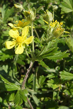 Potentilla argentea agg. \ Silber-Fingerkraut / Hoary Cinquefoil, D Kehl 9.7.2011
