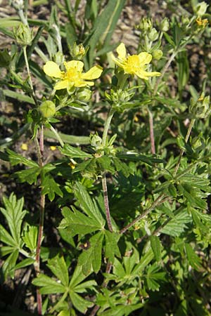 Potentilla argentea agg. \ Silber-Fingerkraut / Hoary Cinquefoil, D Kehl 9.7.2011