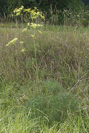 Peucedanum officinale \ Arznei-Haarstrang / Hog's Fennel, D Philippsburg 23.7.2011