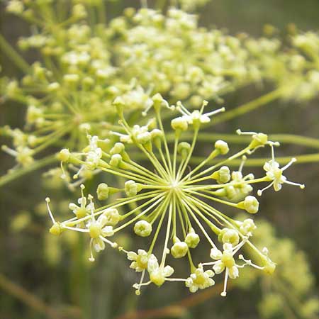 Peucedanum officinale \ Arznei-Haarstrang / Hog's Fennel, D Philippsburg 23.7.2011