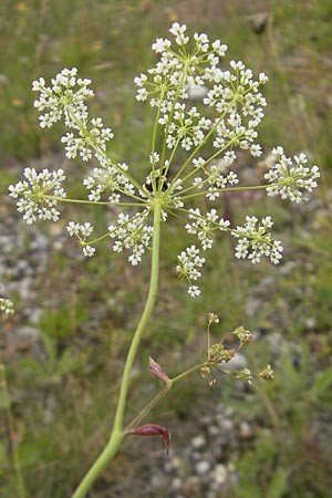 Peucedanum oreoselinum \ Berg-Haarstrang / Mountain Parsley, D Eching 30.7.2011