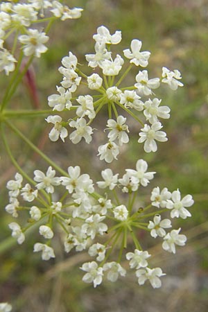 Peucedanum oreoselinum \ Berg-Haarstrang / Mountain Parsley, D Eching 30.7.2011