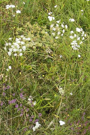 Peucedanum oreoselinum \ Berg-Haarstrang / Mountain Parsley, D Eching 30.7.2011