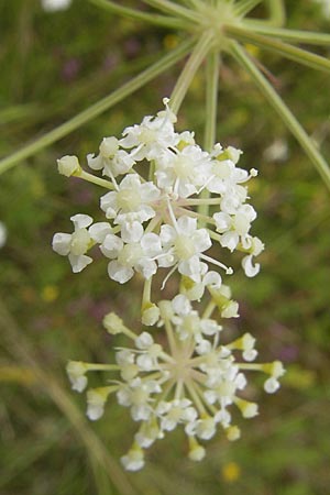 Peucedanum oreoselinum \ Berg-Haarstrang / Mountain Parsley, D Eching 30.7.2011