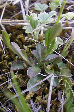 Polygala amarella \ Sumpf-Kreuzblume, Sumpf-Kreuzblmchen / Dwarf Milkwort, D Eching 5.5.2012