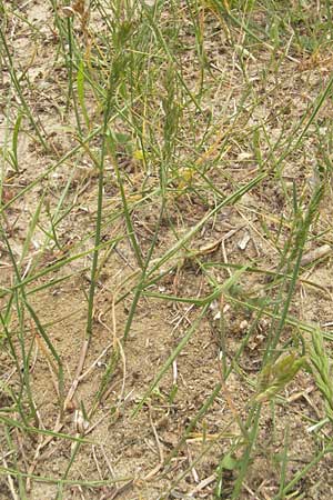 Poa compressa \ Flaches Rispengras, Plattes Rispengras / Flattened Meadow Grass, D Mainz 31.5.2012