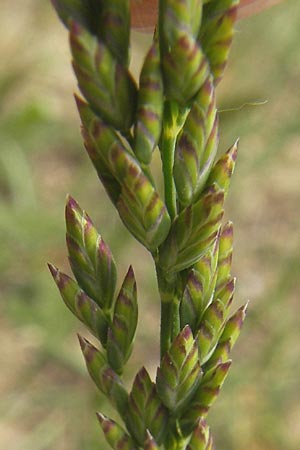 Poa compressa \ Flaches Rispengras, Plattes Rispengras / Flattened Meadow Grass, D Mainz 31.5.2012