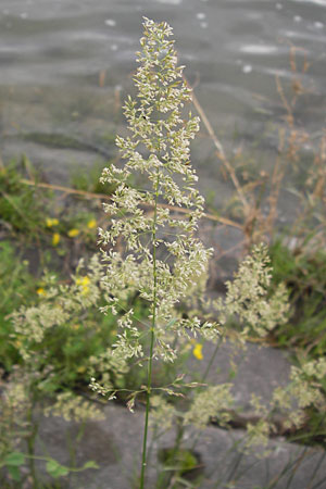 Poa trivialis \ Gewhnliches Rispengras / Rough Blue Grass, D Mannheim 5.7.2012
