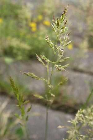 Poa trivialis \ Gewhnliches Rispengras / Rough Blue Grass, D Mannheim 5.7.2012