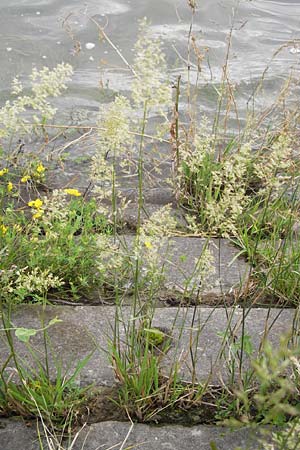 Poa trivialis \ Gewhnliches Rispengras / Rough Blue Grass, D Mannheim 5.7.2012