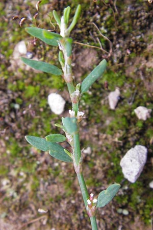 Polygonum arenastrum \ Trittrasen-Vogel-Knterich / Equal-Leaved Knotgrass, D Heidelberg 21.7.2012