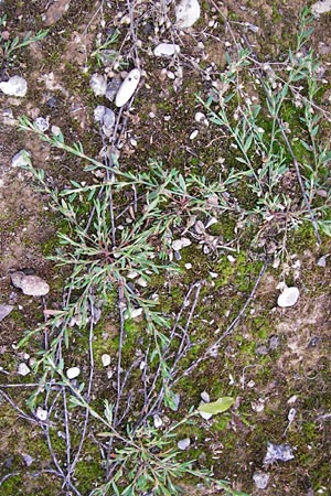 Polygonum arenastrum \ Trittrasen-Vogel-Knterich / Equal-Leaved Knotgrass, D Heidelberg 21.7.2012