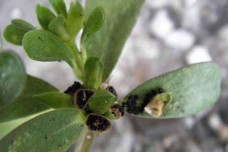 Portulaca oleracea agg. / Common Purslane, D Kehl 28.7.2012