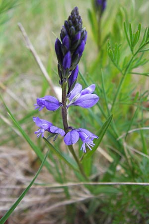 Polygala amarella \ Sumpf-Kreuzblume, Sumpf-Kreuzblmchen / Dwarf Milkwort, D Pfalz, Speyer 3.5.2013