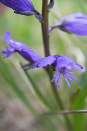 Polygala amarella \ Sumpf-Kreuzblume, Sumpf-Kreuzblmchen / Dwarf Milkwort, D Pfalz, Speyer 3.5.2013
