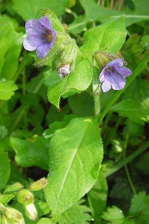 Pulmonaria obscura \ Dunkles Lungenkraut / Suffolk Lungwort, D Schweinfurt 5.5.2013